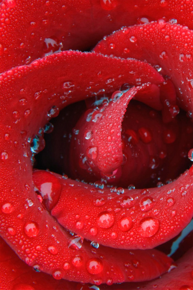 Red Rose With Water Drop iPhone Wallpaper HD