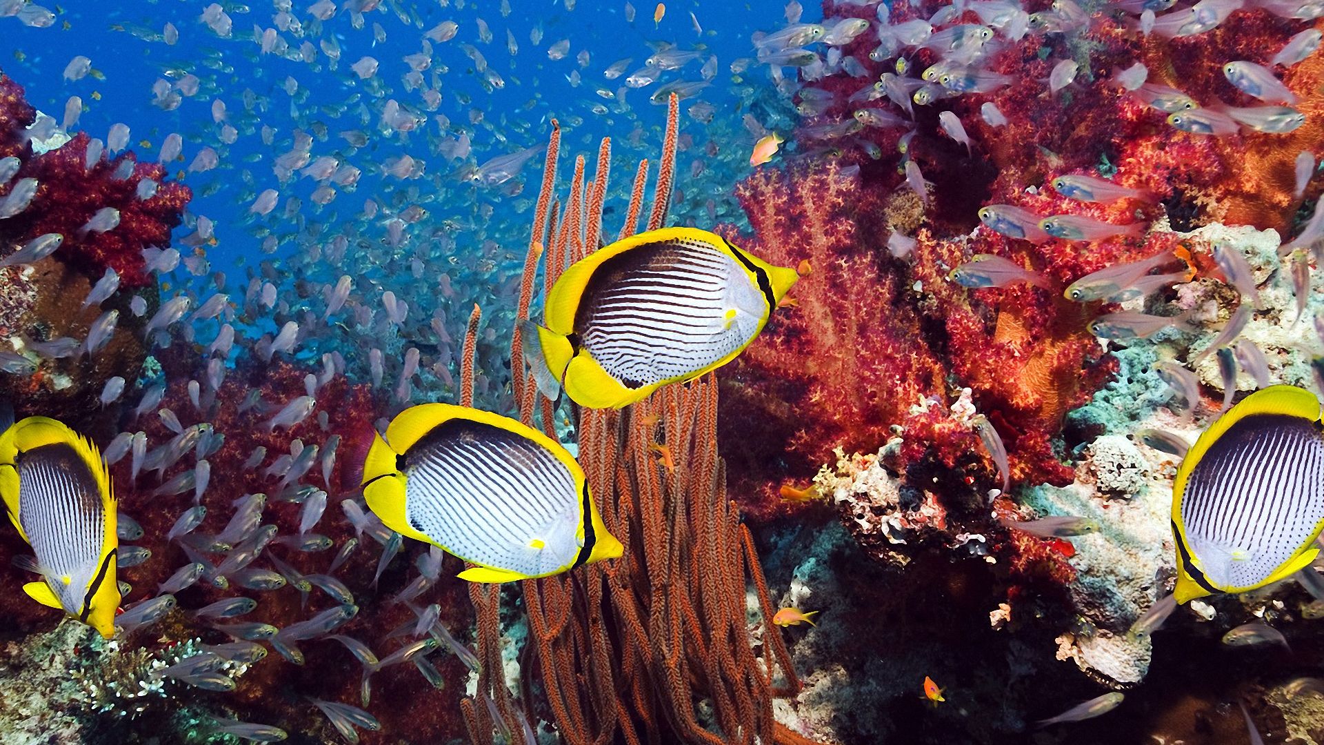 Tropical Wallpaper Fish Desktop Life Sea Beautiful