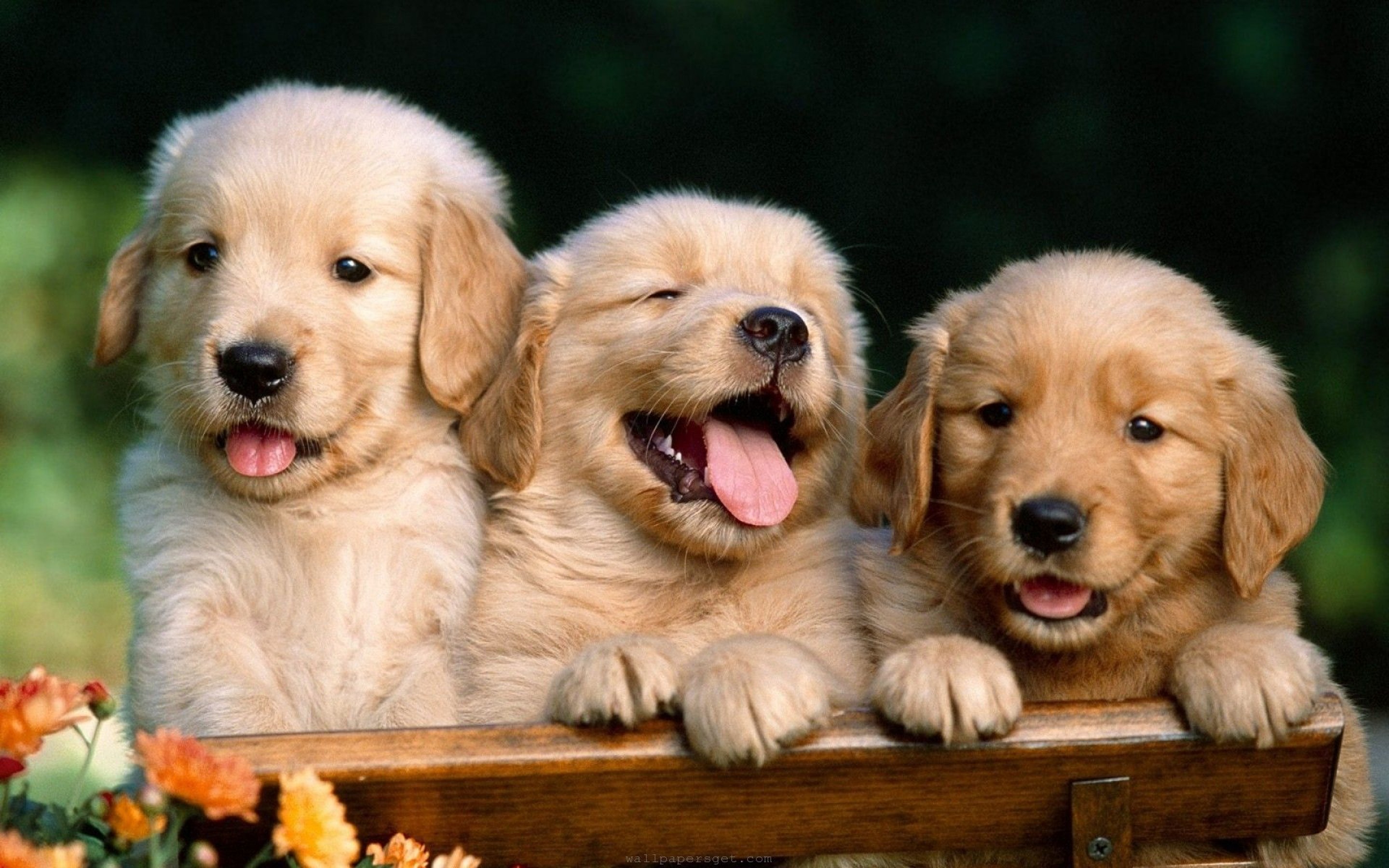 Three Adorable Golden Retriever Puppies