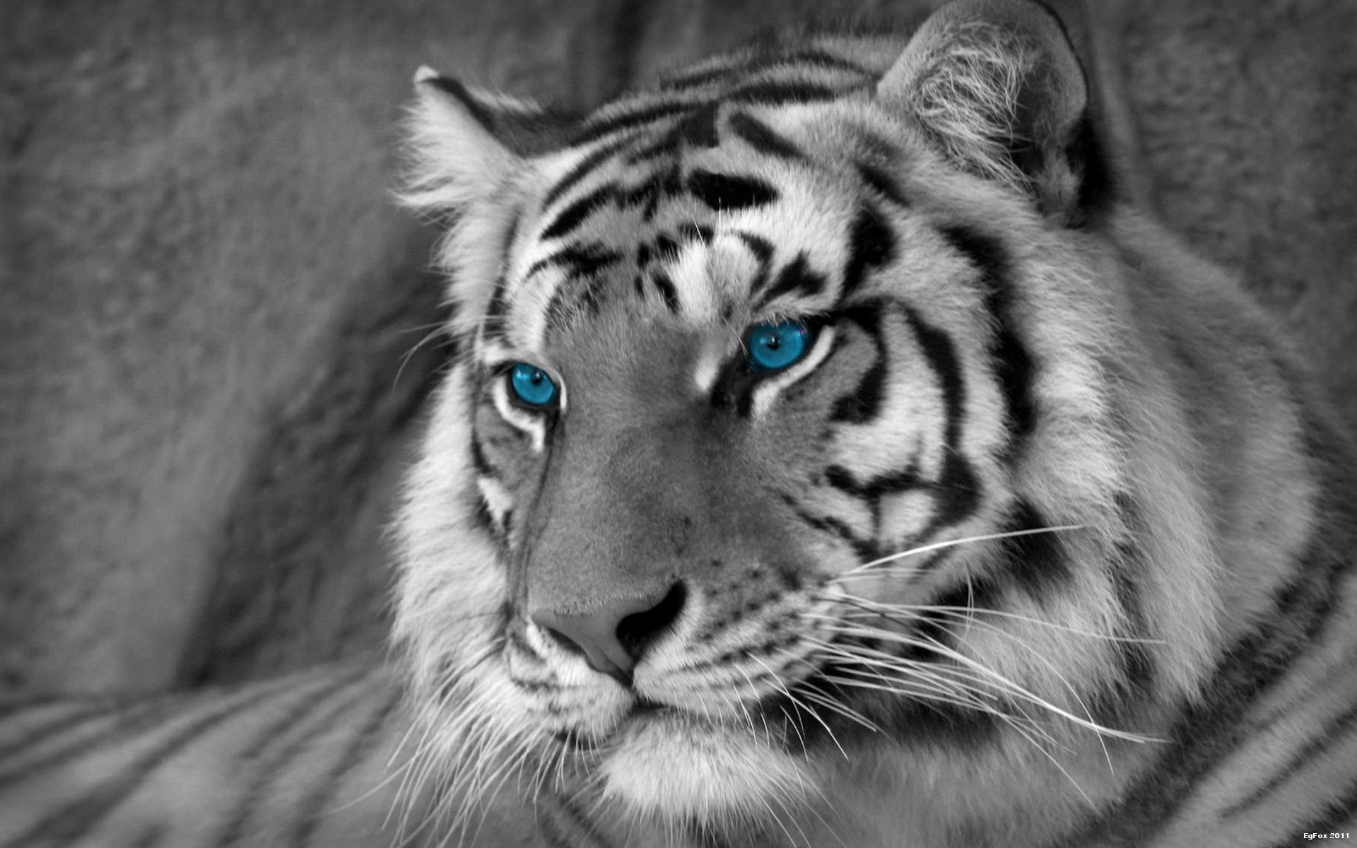 White Tiger Desktop Background Every Thing