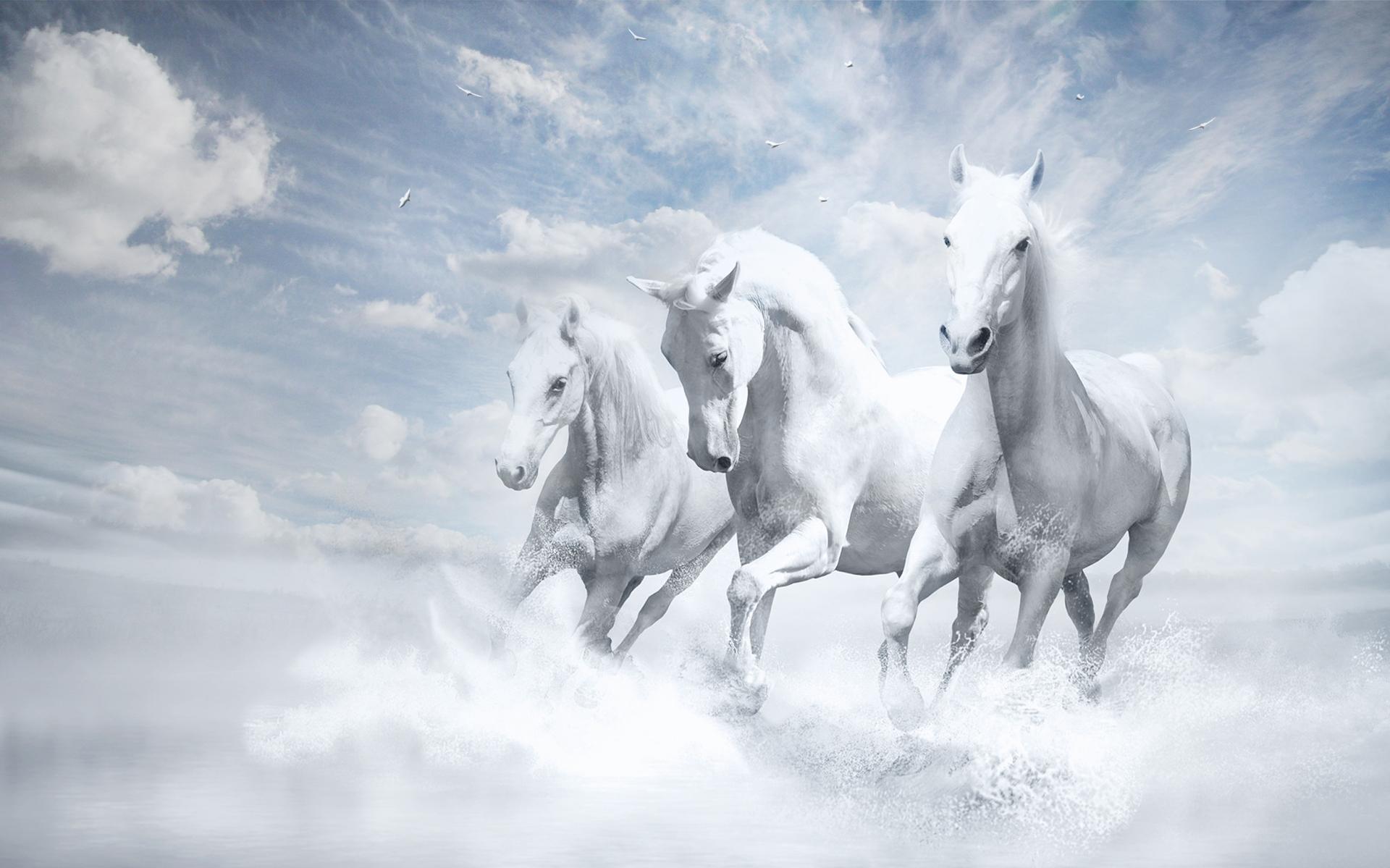 White Horses HD wallpaper