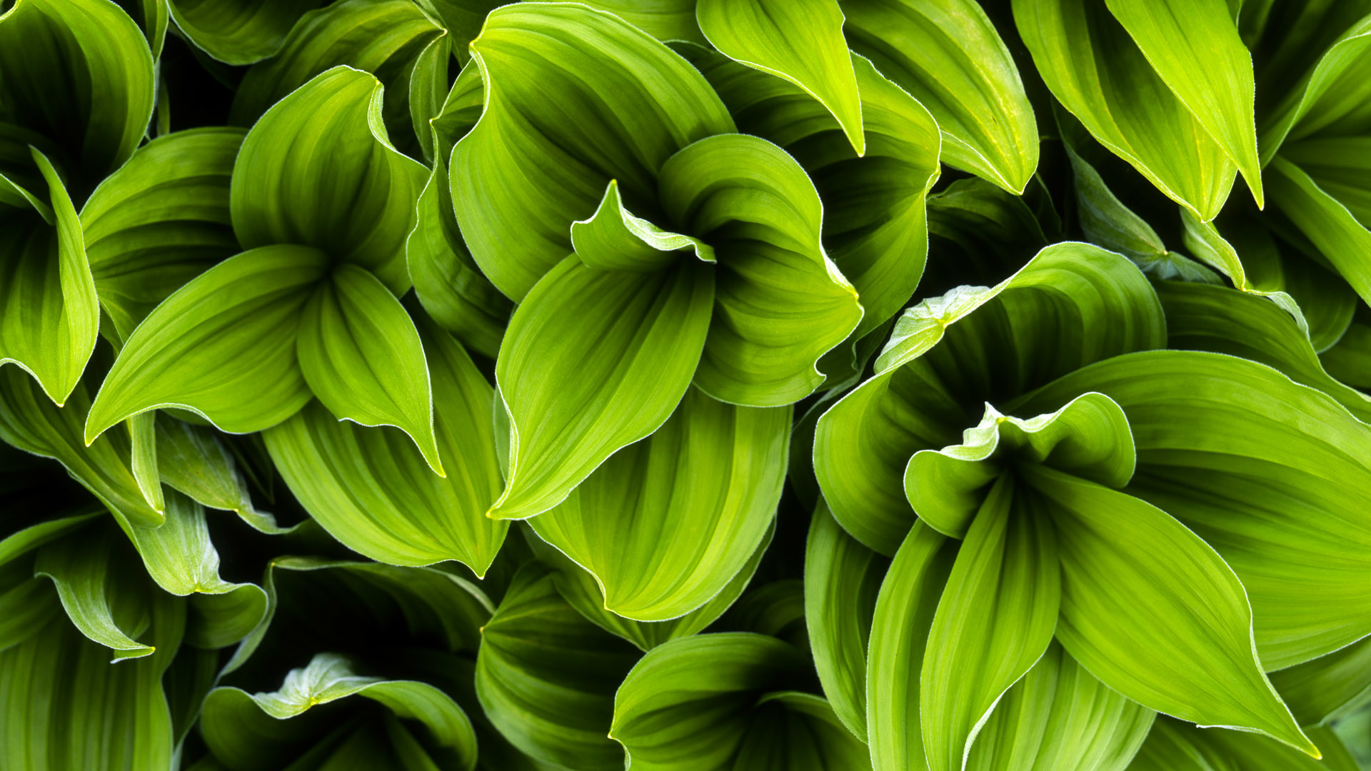 Green Leaf Wallpaper HD