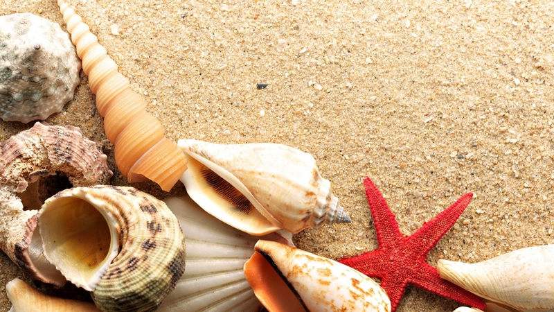 Beach Sand Shells Starfish Wallpaper Nature Beaches HD