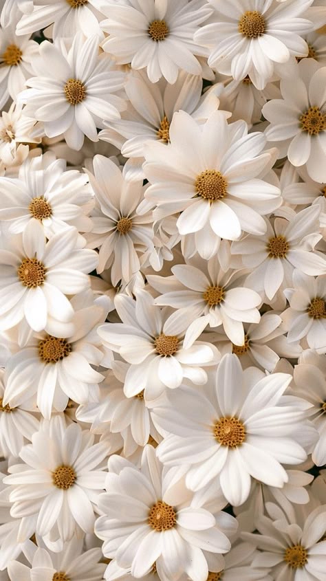 Beautiful White Flower Wallpaper