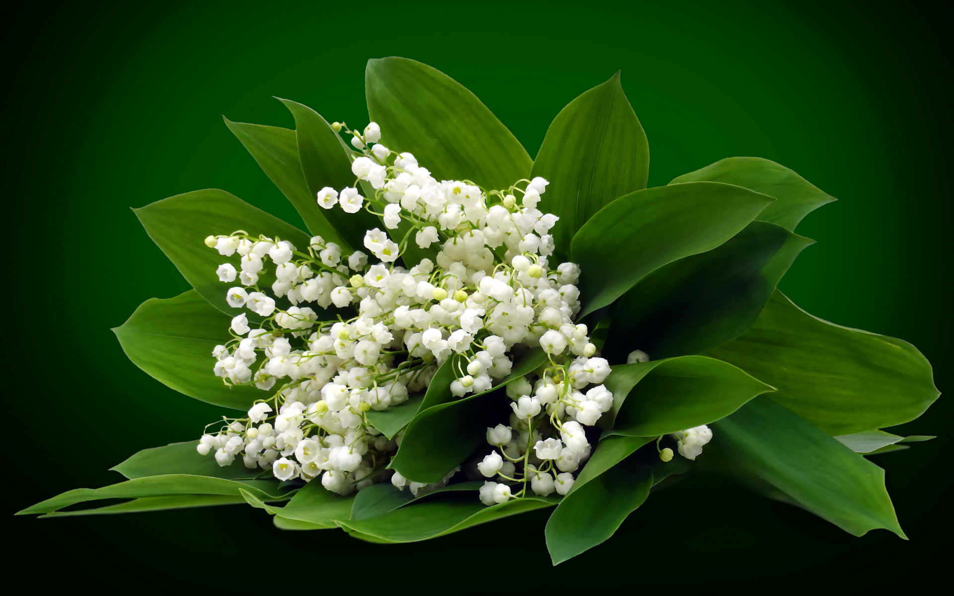 White Lily Of The Valley Wallpaper