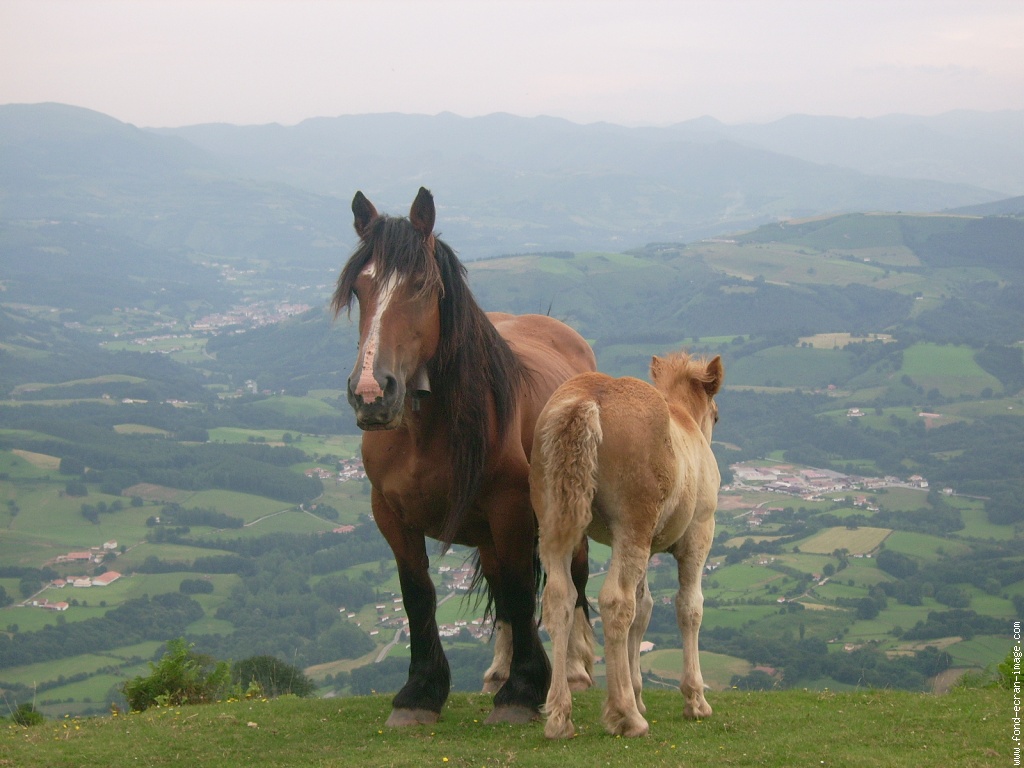 Menu Coms Fond Ecran Cheval Pottok Wallpaper Ete