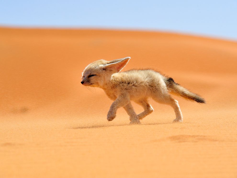 Fennec Fox Photo    Morocco Picture    National Geographic Photo of