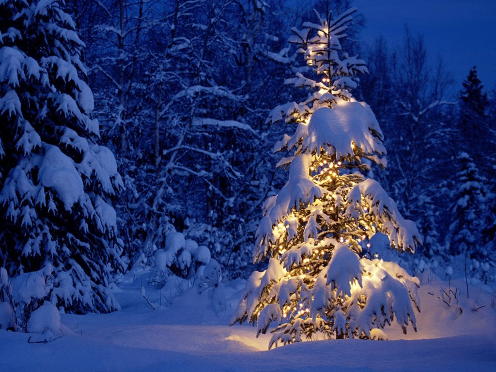 Stunning Christmas Tree Image Pictures Photos