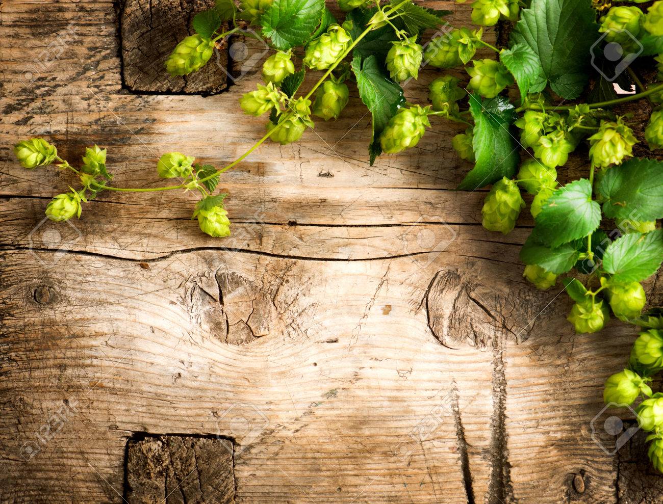 Hop Plant Border Design Twigs Of Hops Over Wooden Cracked Table