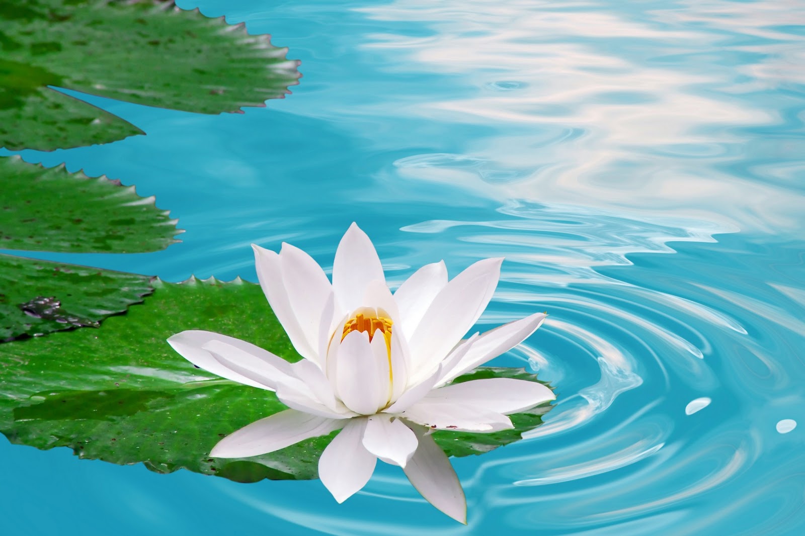 Lotus Flower HD wallpapers là lựa chọn vô cùng tuyệt vời để tăng cường sức khoẻ và tâm trạng của bạn. Với chất lượng hình ảnh cao cấp, bạn có thể tận hưởng các hình nền hoa sen đẹp nhất và tạo nên một không gian sống tuyệt vời.