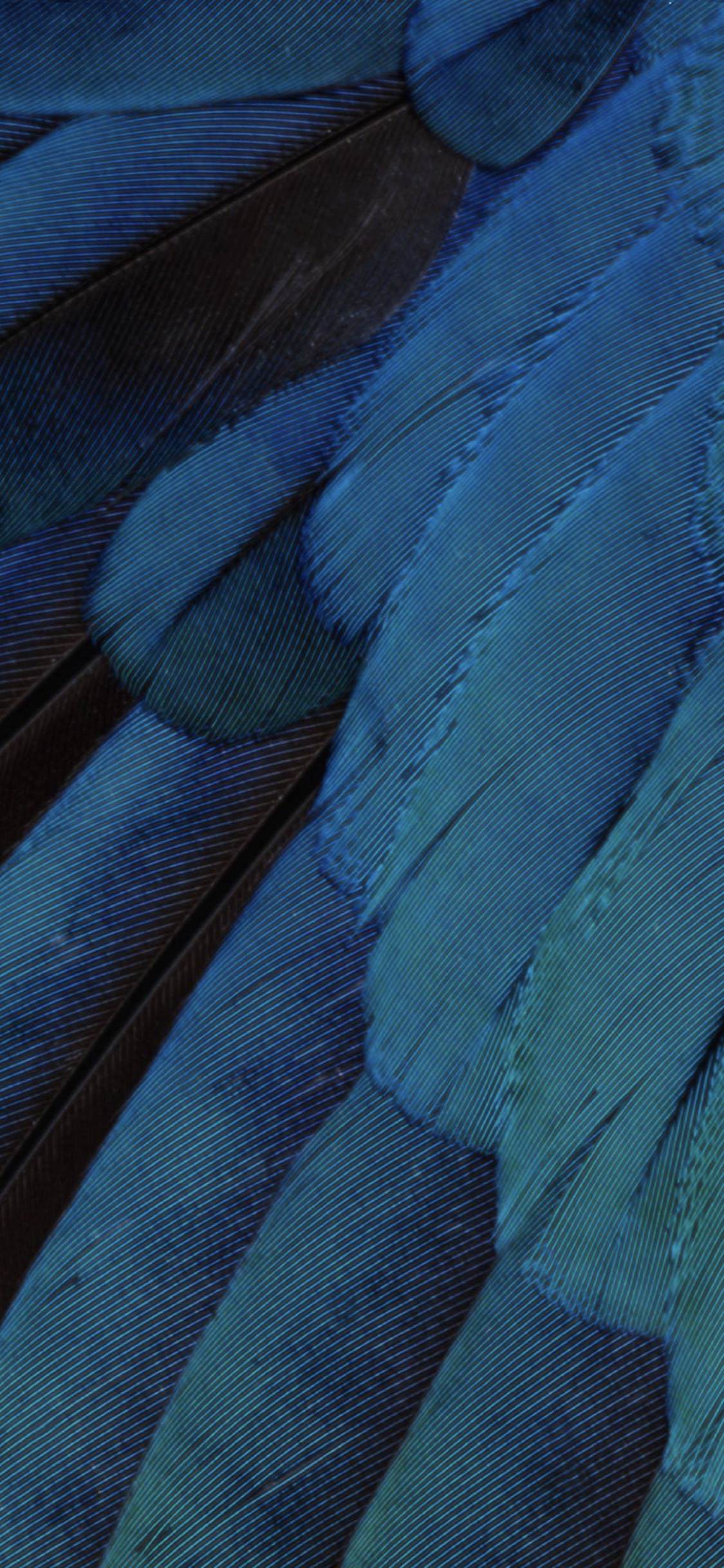 Pattern Feathers Blue Green Cool Ios9 Wallpaper Sc iPhonexs