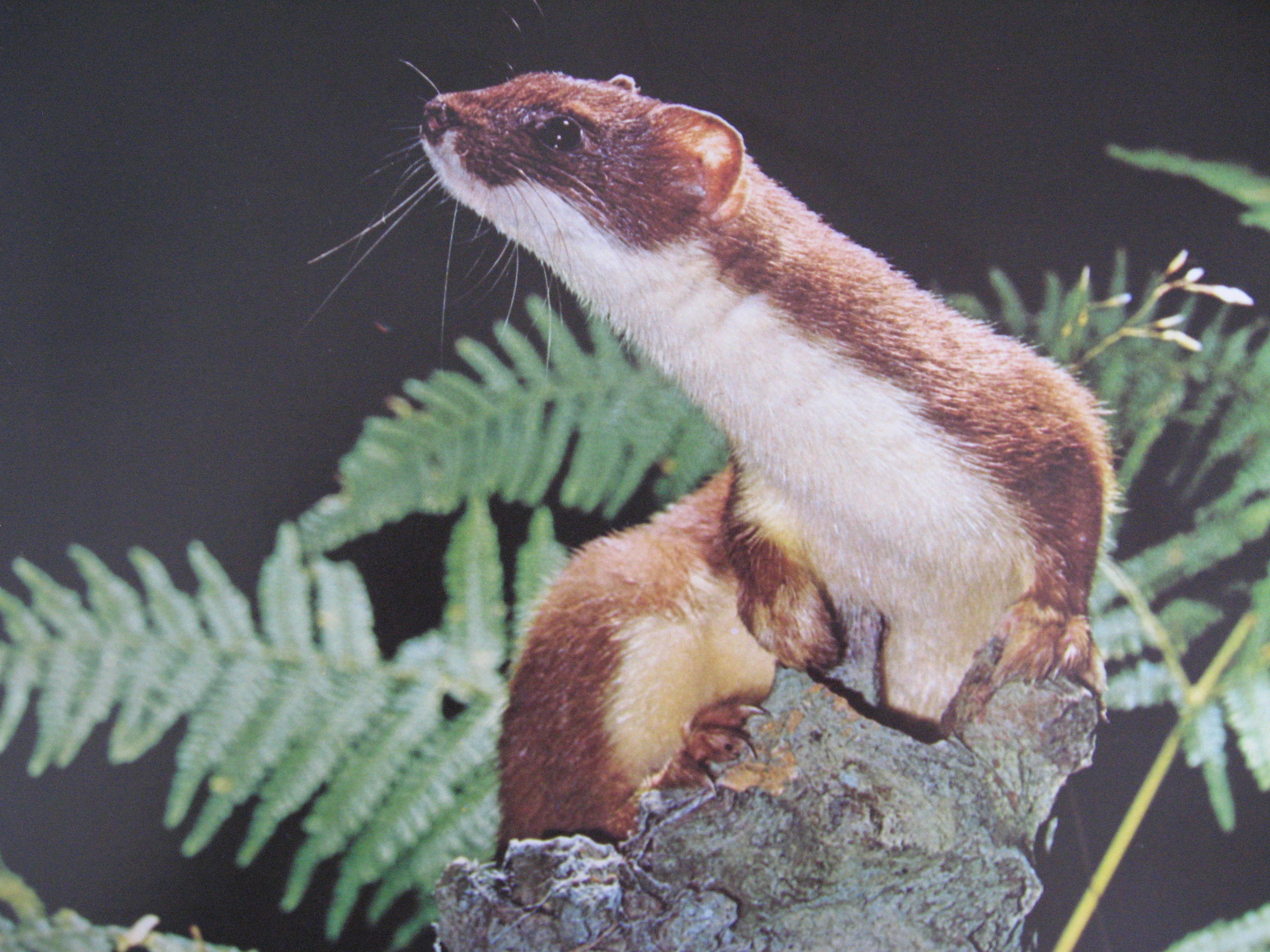 This Is A Stoat The Weasel Family Wallpaper