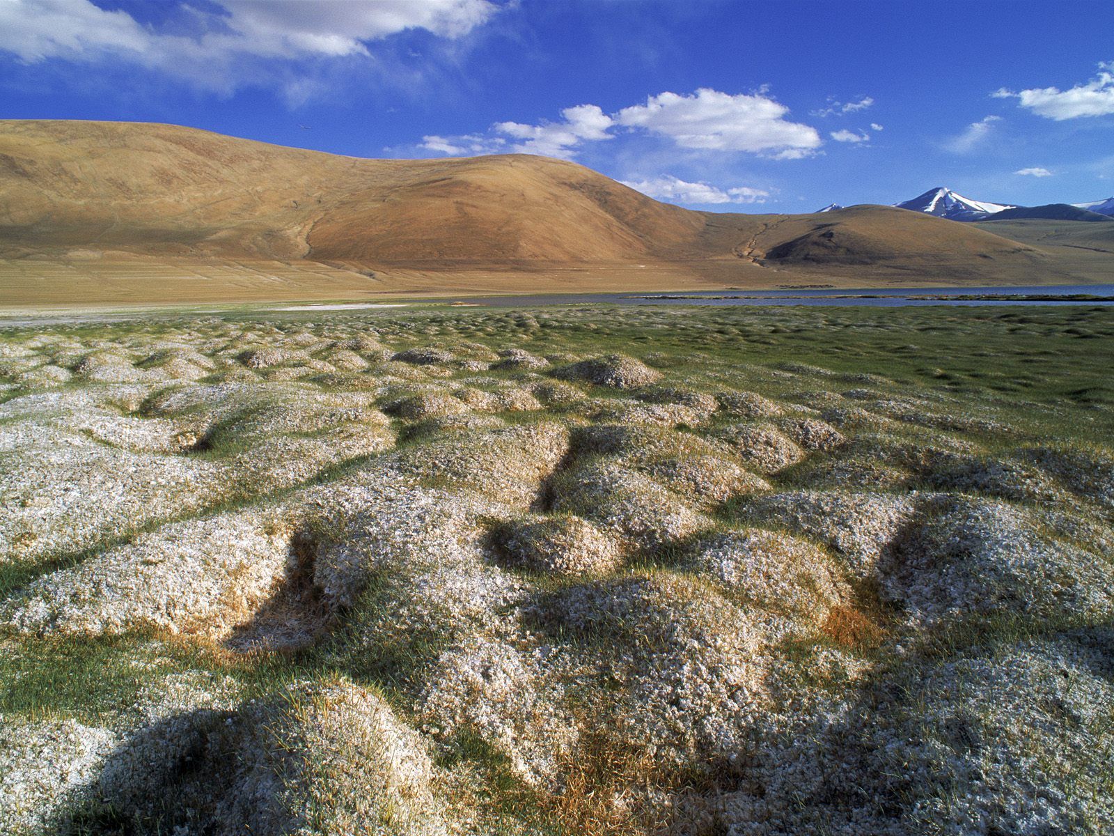 Nature Tussocks Of Permafrost Ladakh India Picture Nr
