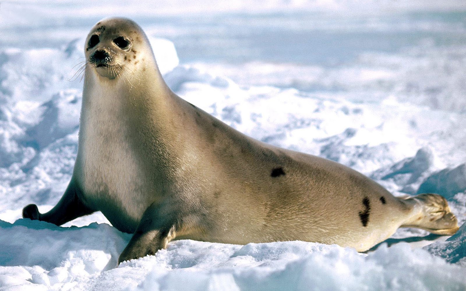 HD Seal Wallpaper With A Big Walking Through The Snow Seals