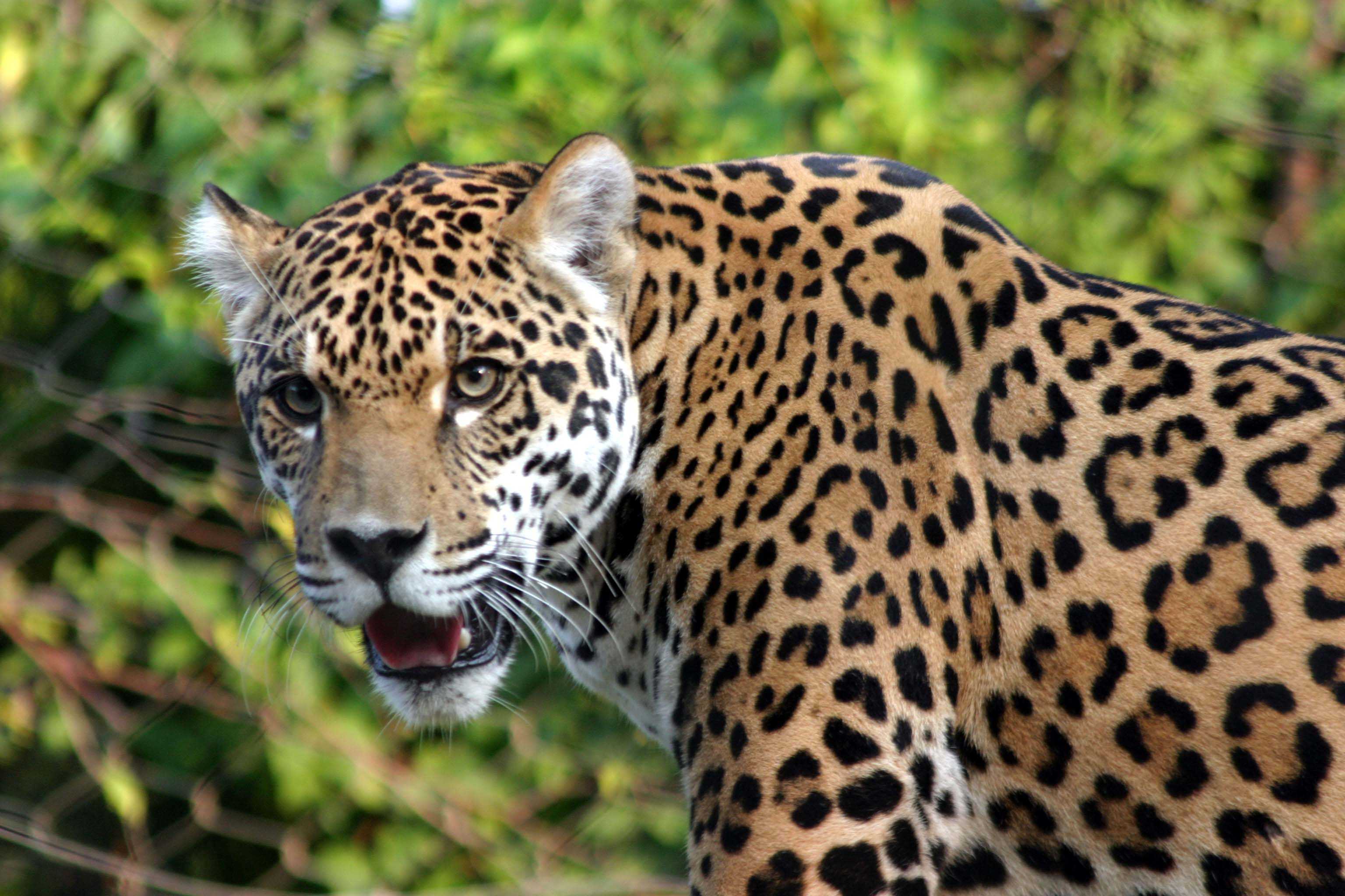 Free download Yaguar Panthera onca Vulnerable [3072x2048] for your