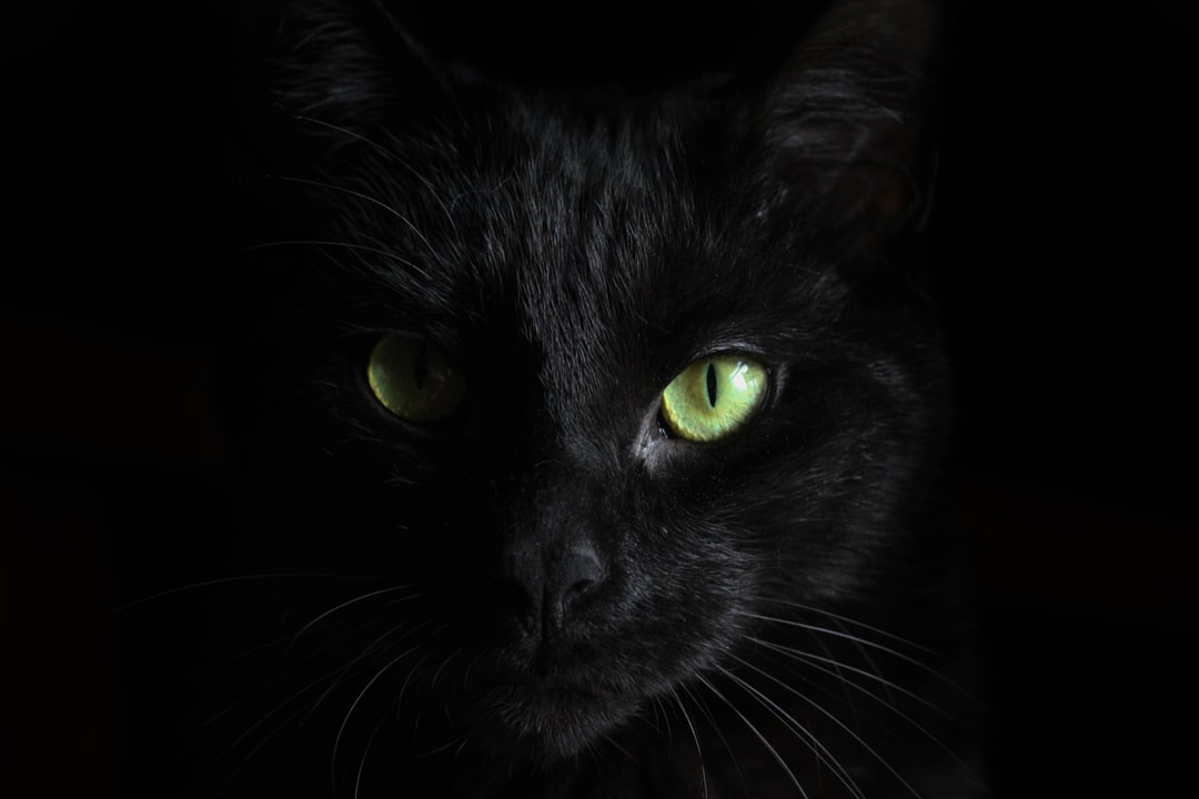 Black Cat Pictures Image