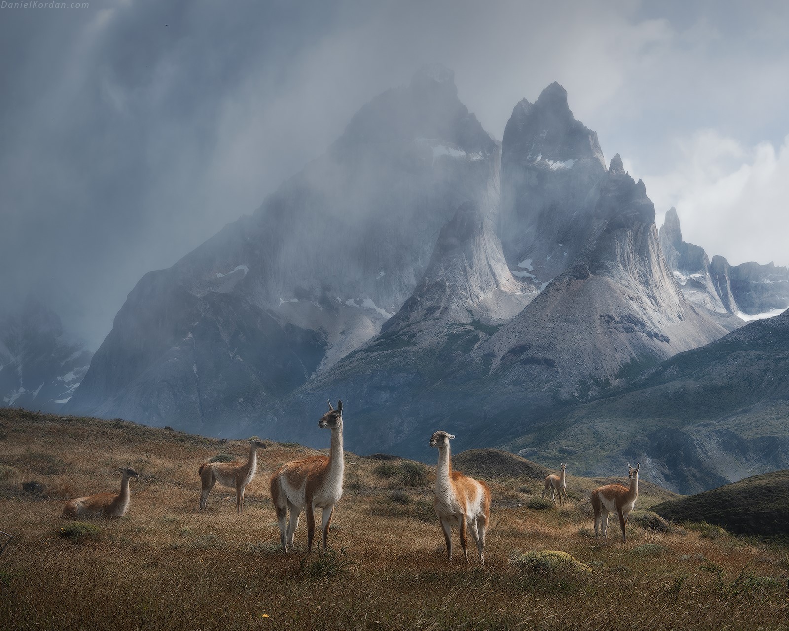 Lama HD Wallpaper