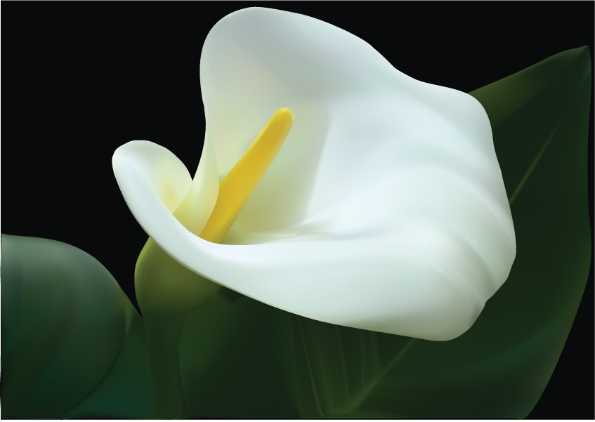 Calla Lily Wallpaper Join Now Advertise Here