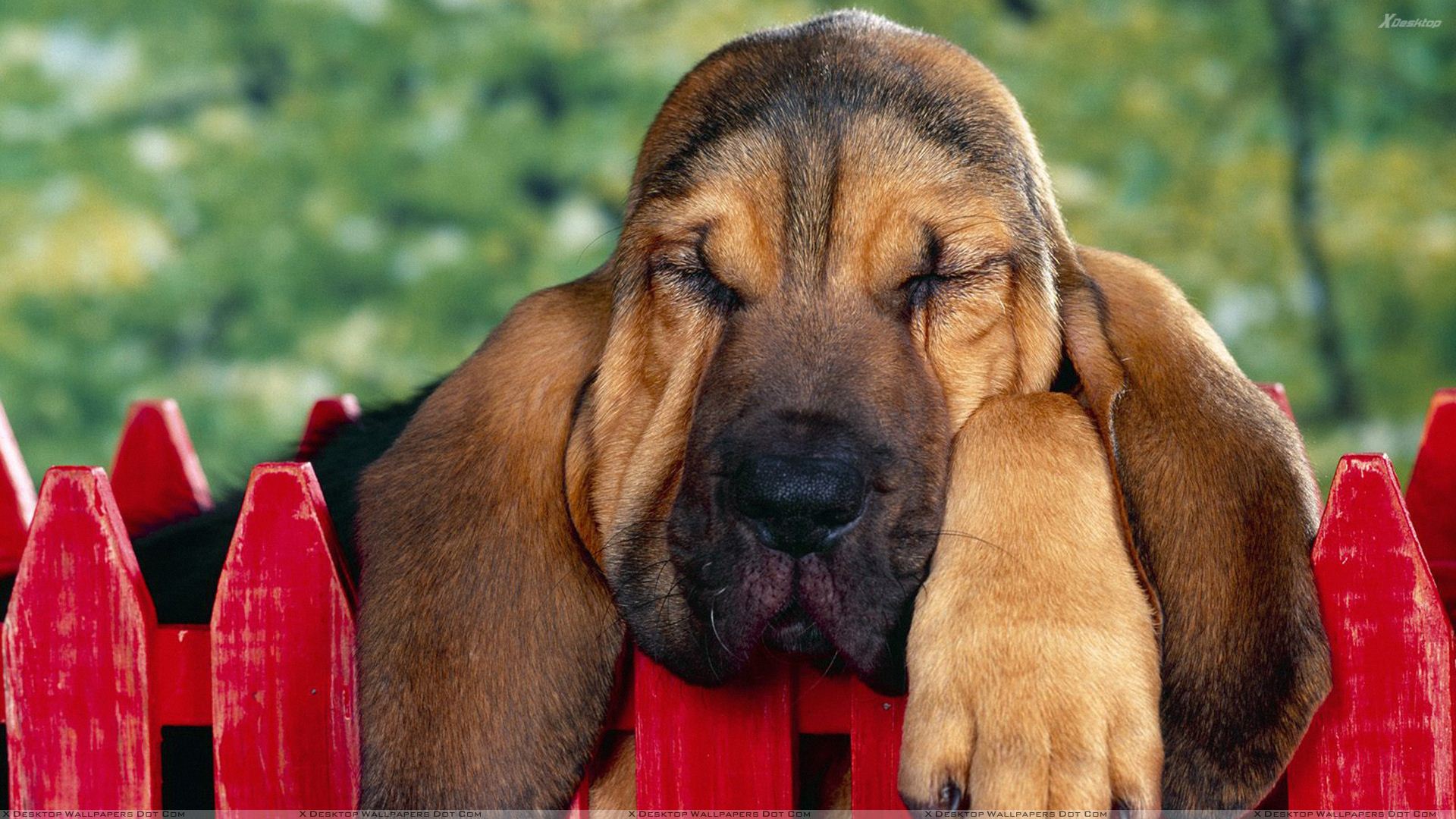 Bloodhound Puppy Sleeping Wallpaper