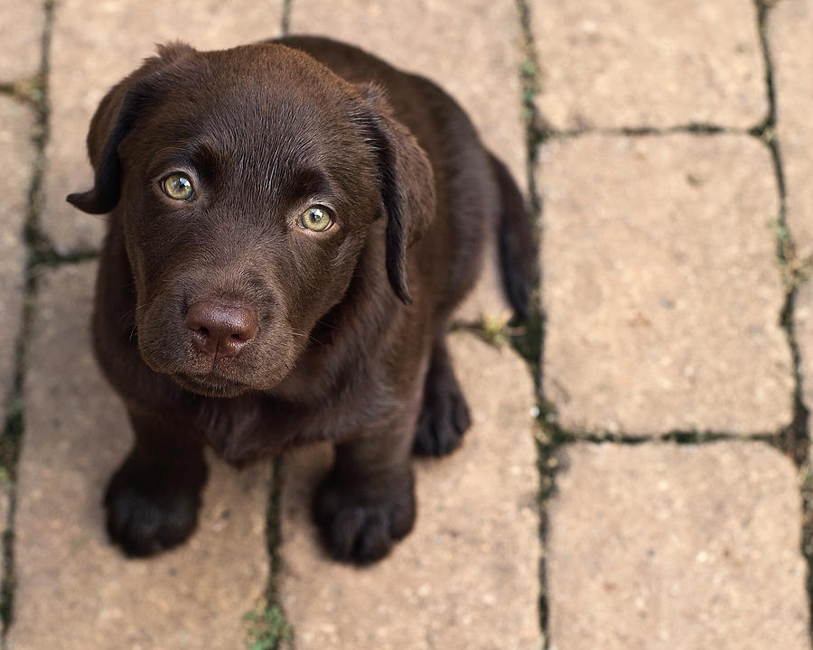 [46+] Chocolate Lab Puppy Wallpaper - Wallpapersafari