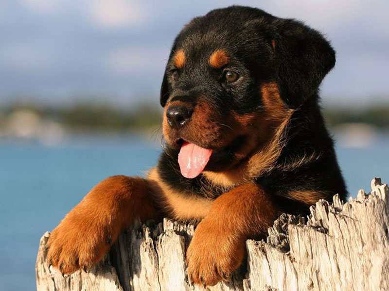 Rottweiler Puppies Wallpaper Hd Wide