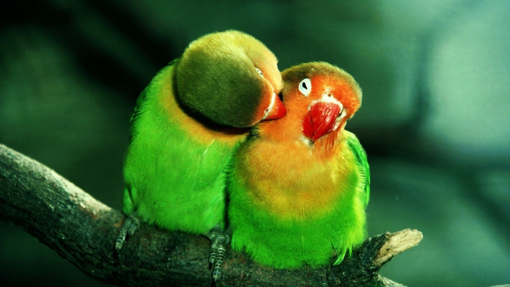 Cute Love Birds Wallpaper Pictures In High Definition Or