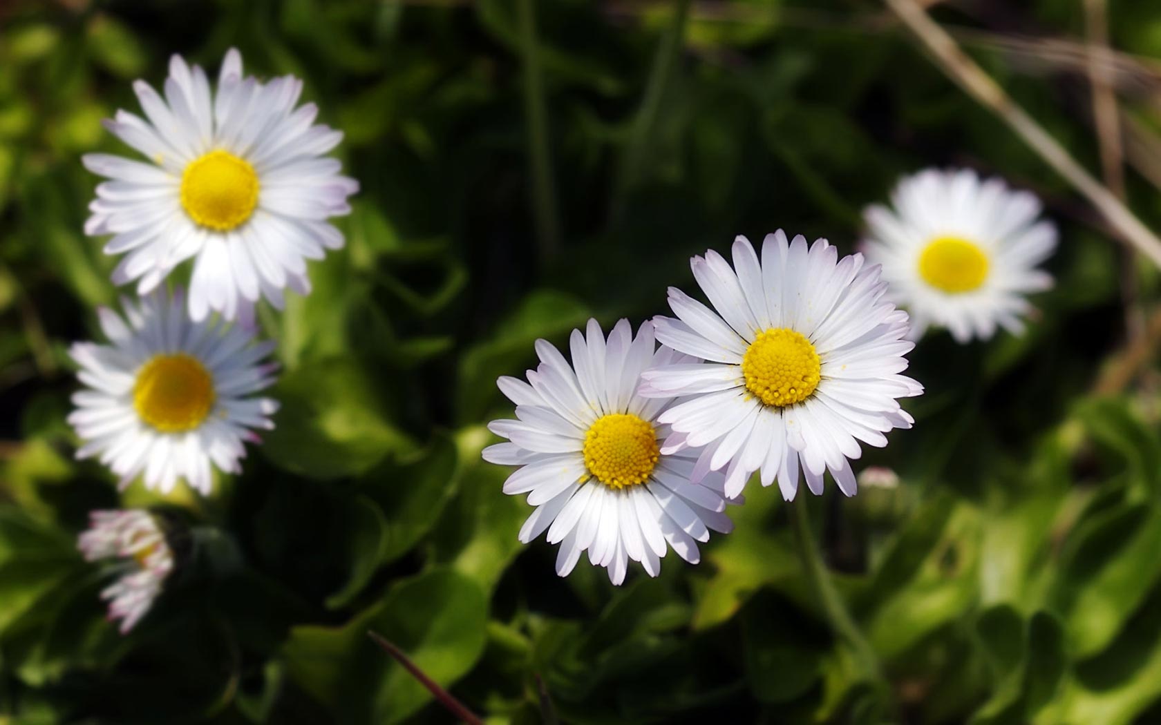Desktop Background Of Daisies In A Grassy Meadow