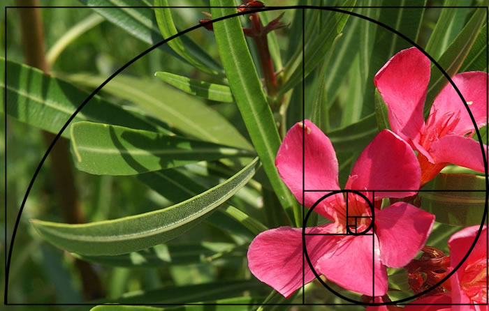 Golden Ratio Applied To Photography With Spiral Similar