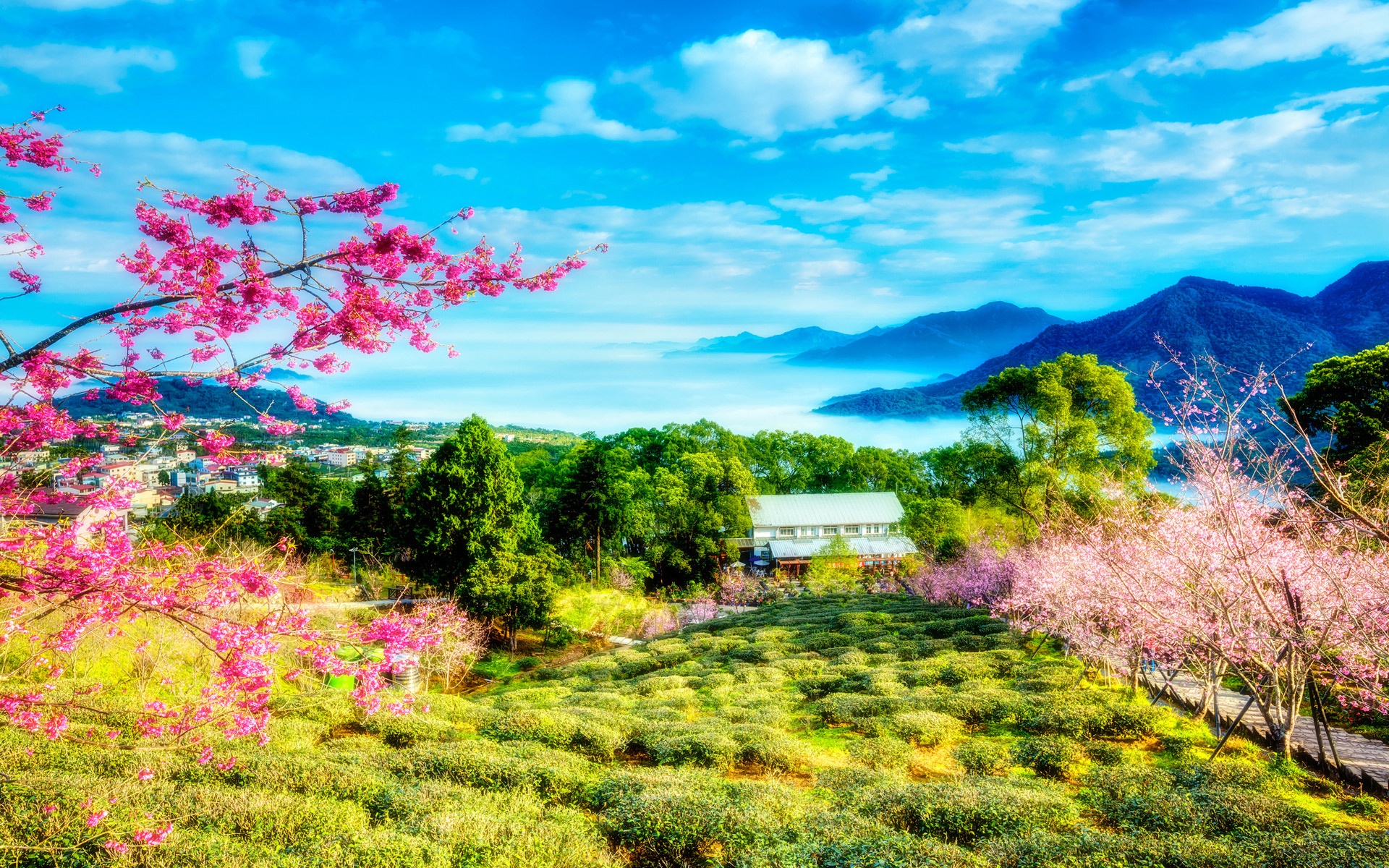 Cherry Trees Mountains Landscape HD Wallpaper 5948 HD Wallpaper