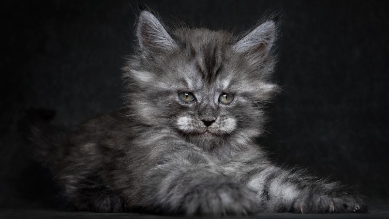 Cute Fluffy Kitten HD Wallpaper Wallpaperfx