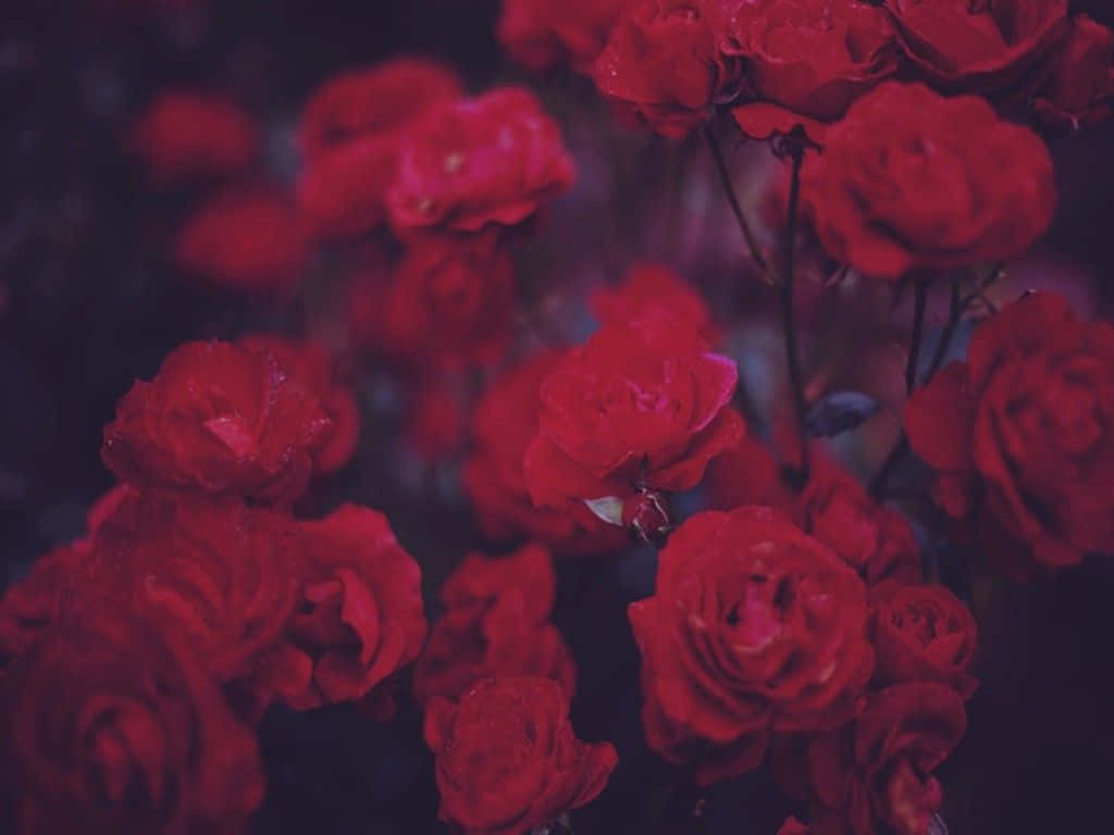 Red Rose Aesthetic Wallpaper