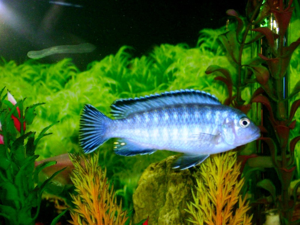 Cool Aquarium Background Fish In IwallHD