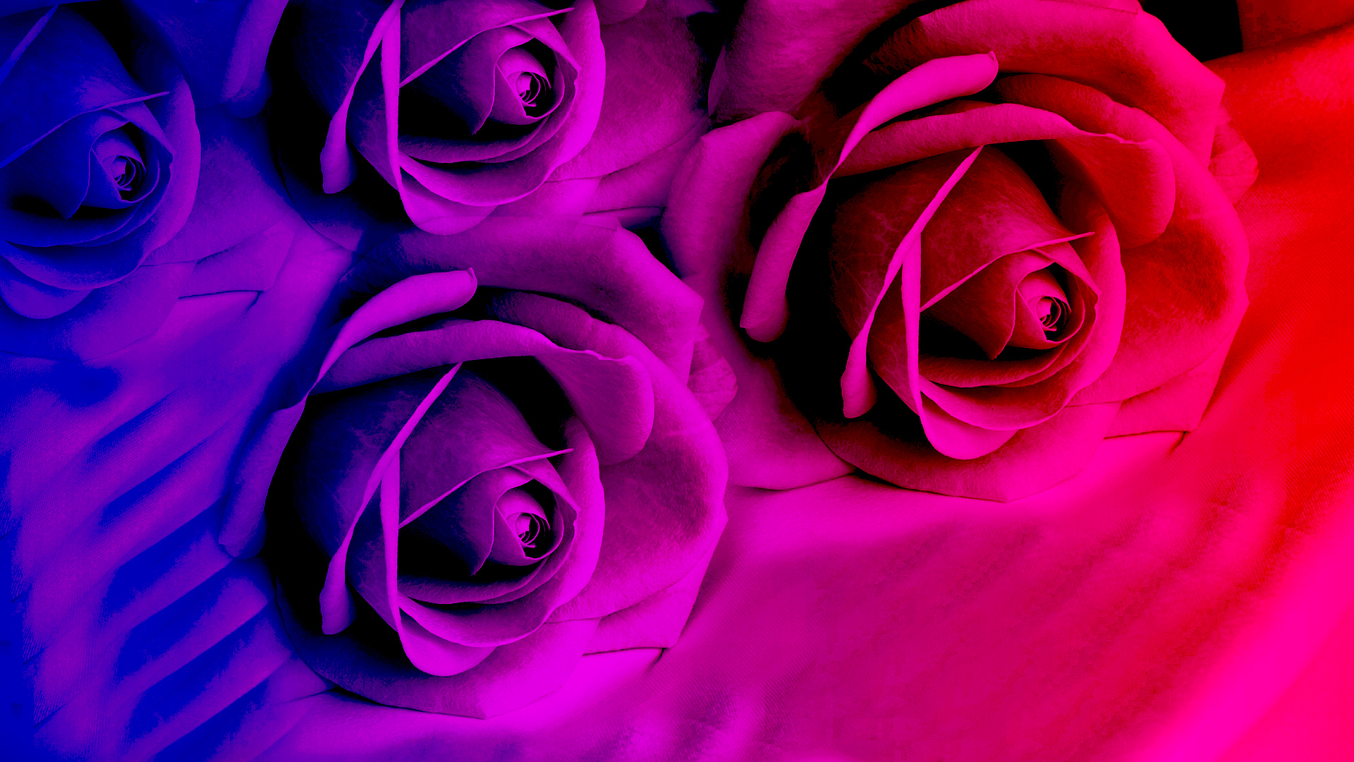 Purple Roses In Bright Color Wallpaper And Image