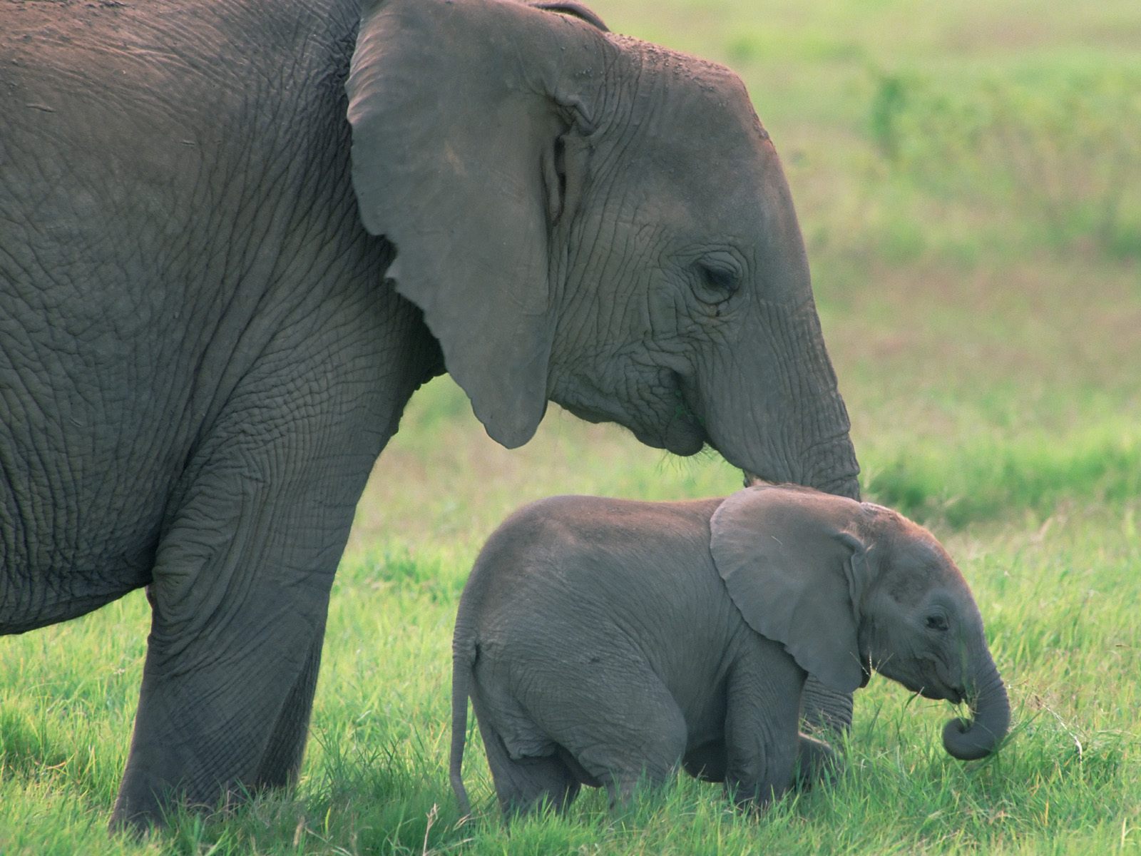 Cute Little African Baby Elephant With His Mother Pictures Wallpaper