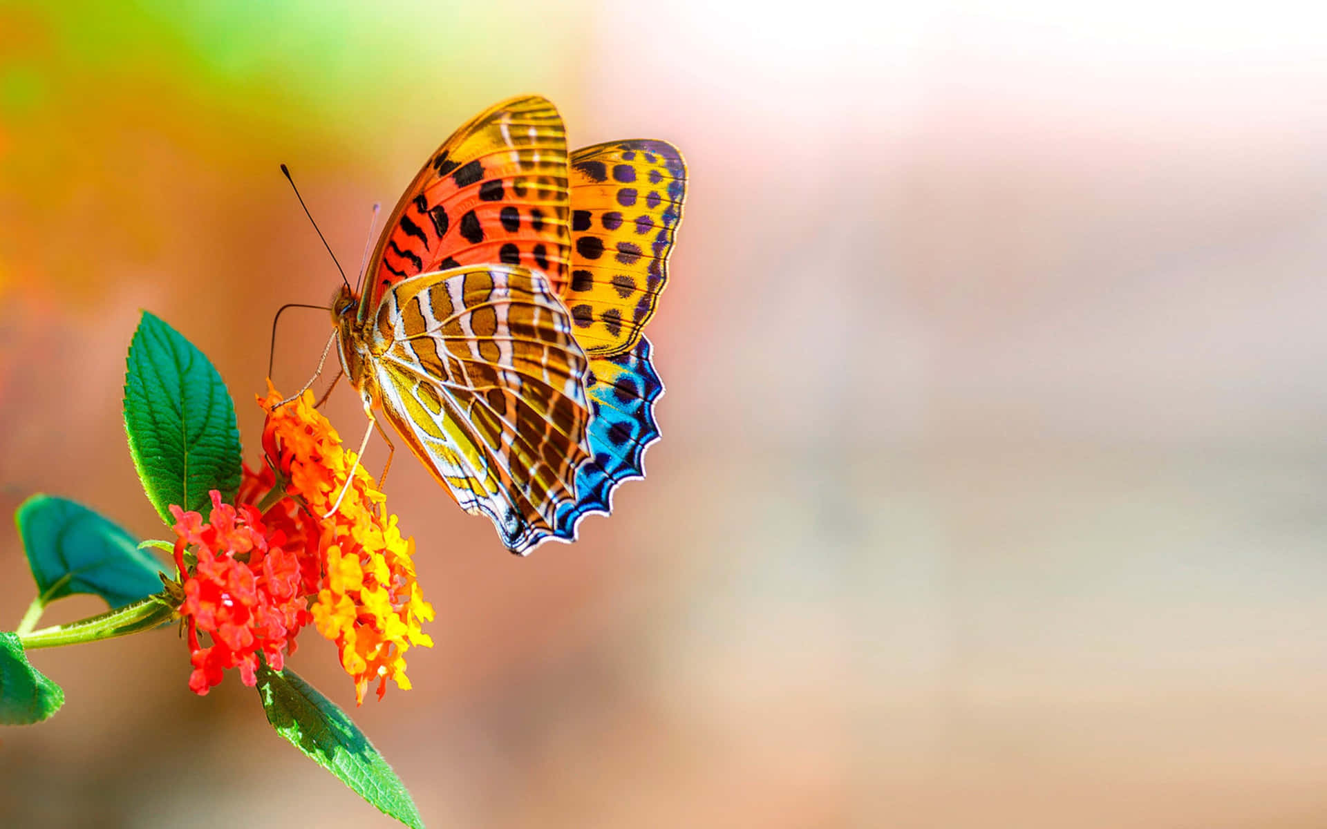 A Colorful Butterfly Is Sitting On Flower Wallpaper