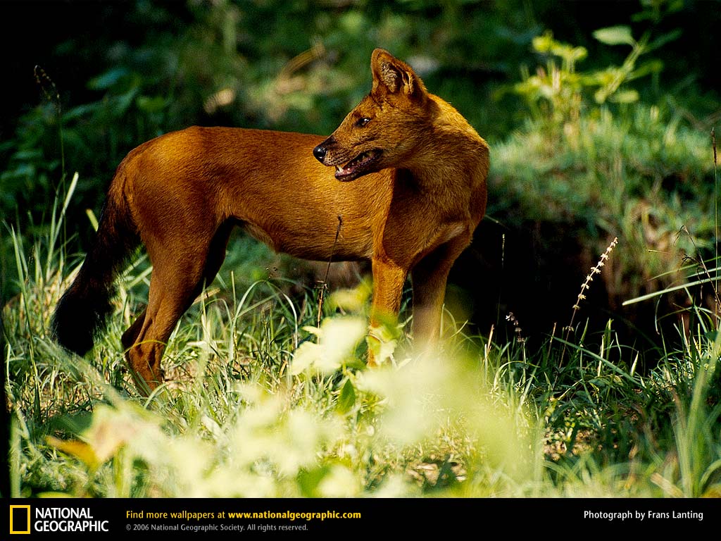 Wild Dog Desktop Wallpaper Animals