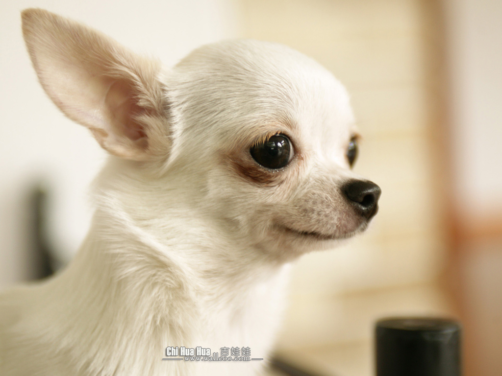 Wallpaper Dogs S Dog Chihuahua Background