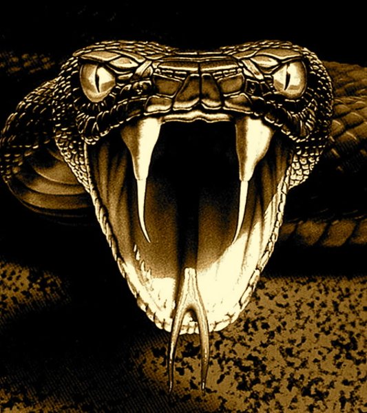 64+] Viper Snake Wallpaper - WallpaperSafari