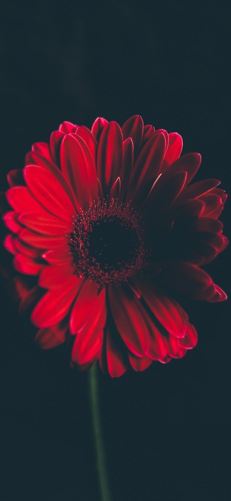 Free download Red Flower iPhone Wallpapers on [739x1600] for your ...