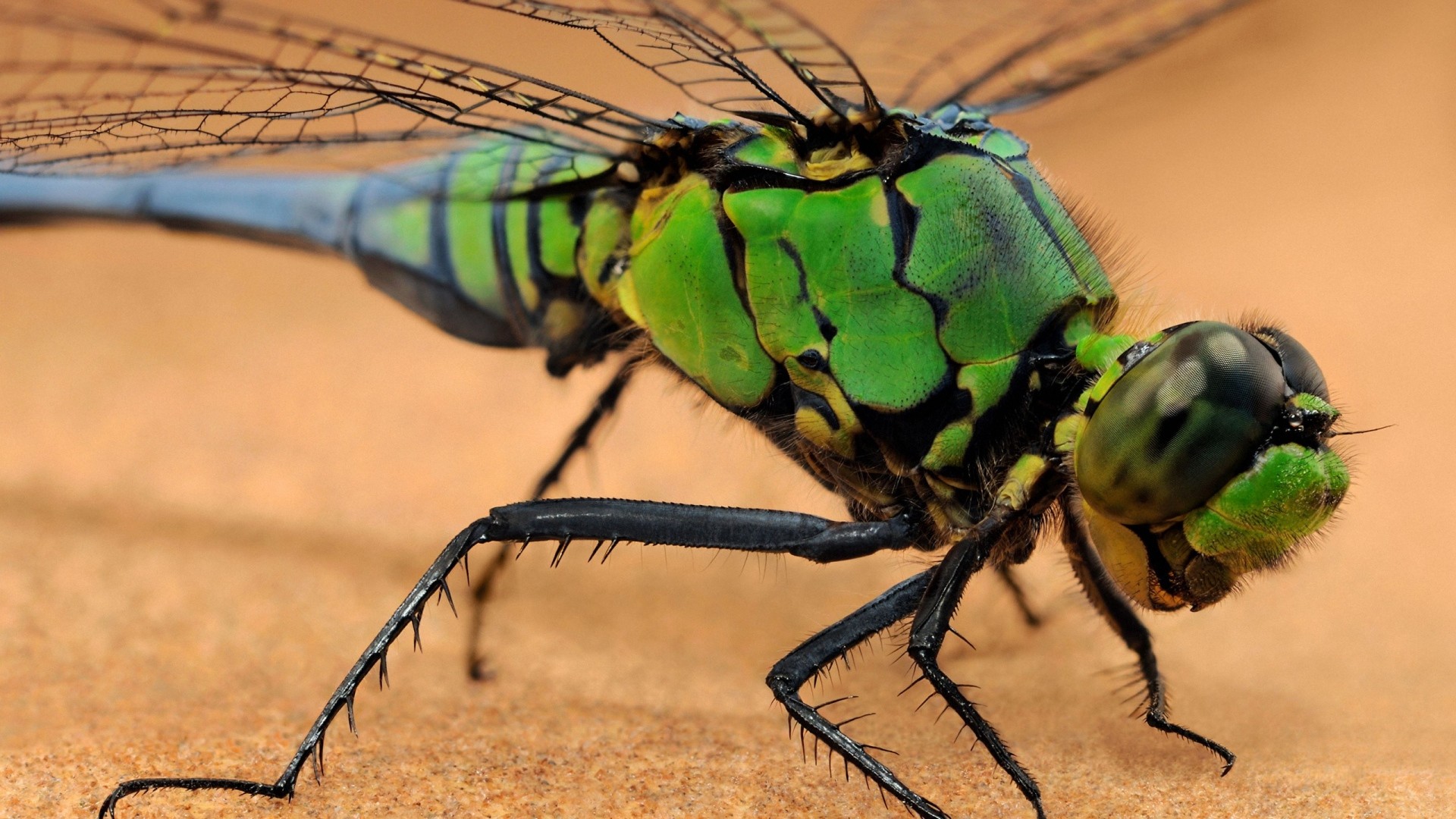 Insects Wallpaper