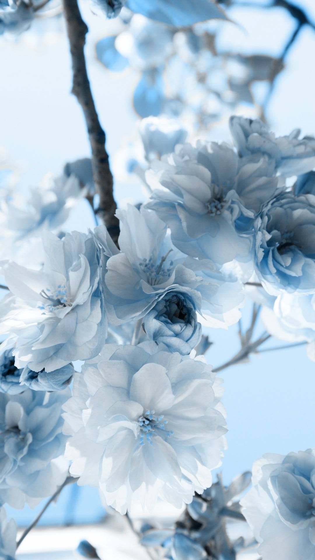 Aesthetic Light Blue Flower Wallpaper At Michael Reiley