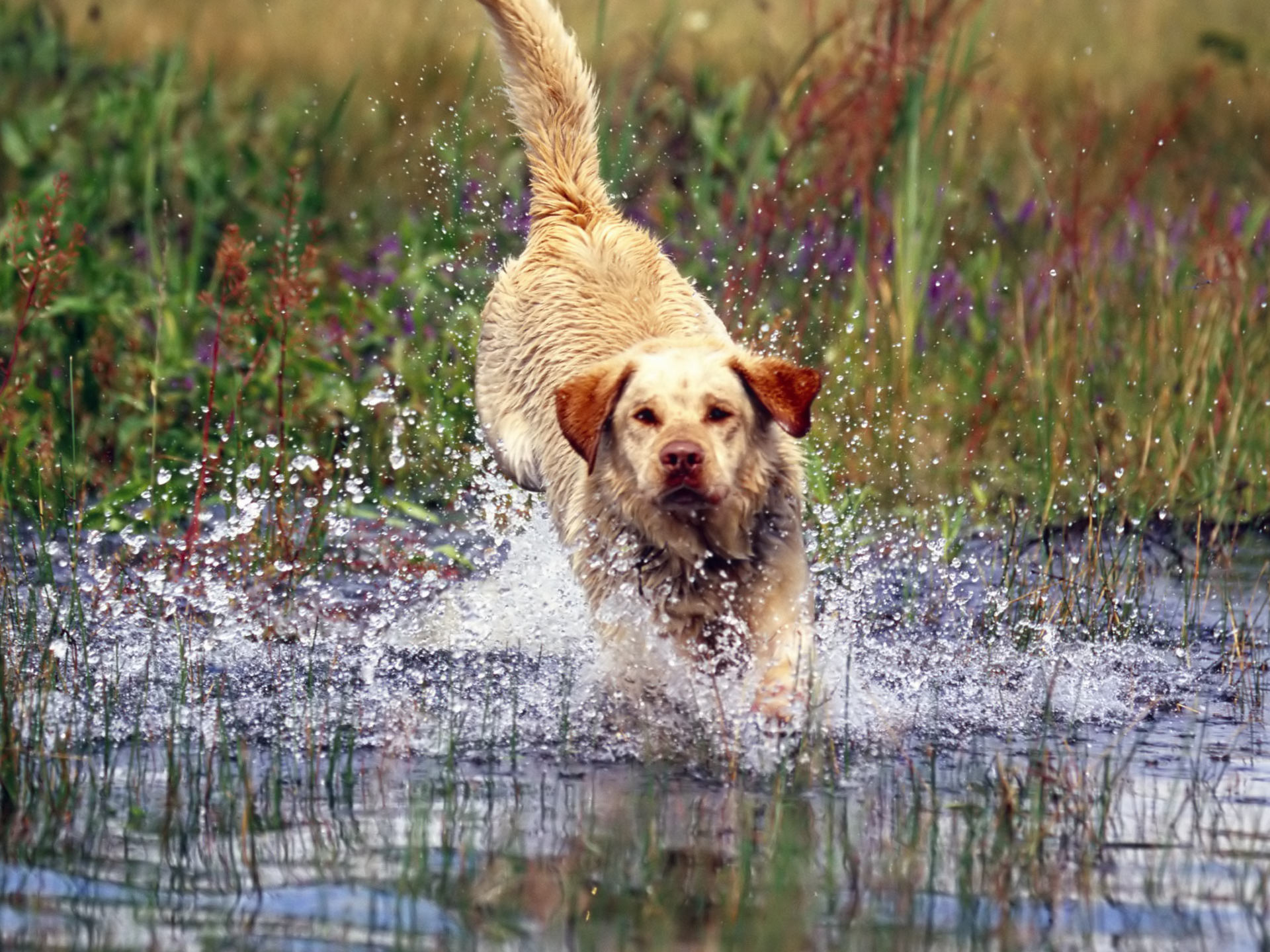 Running Labrador Retriever Dog Photo And Wallpaper