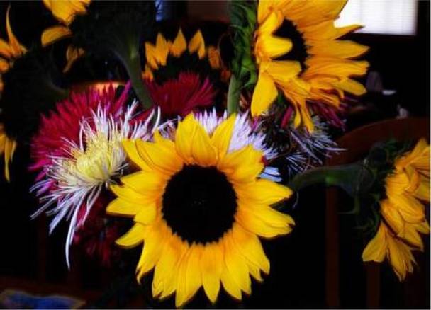 Large Sunflowers Sunflower Flowers