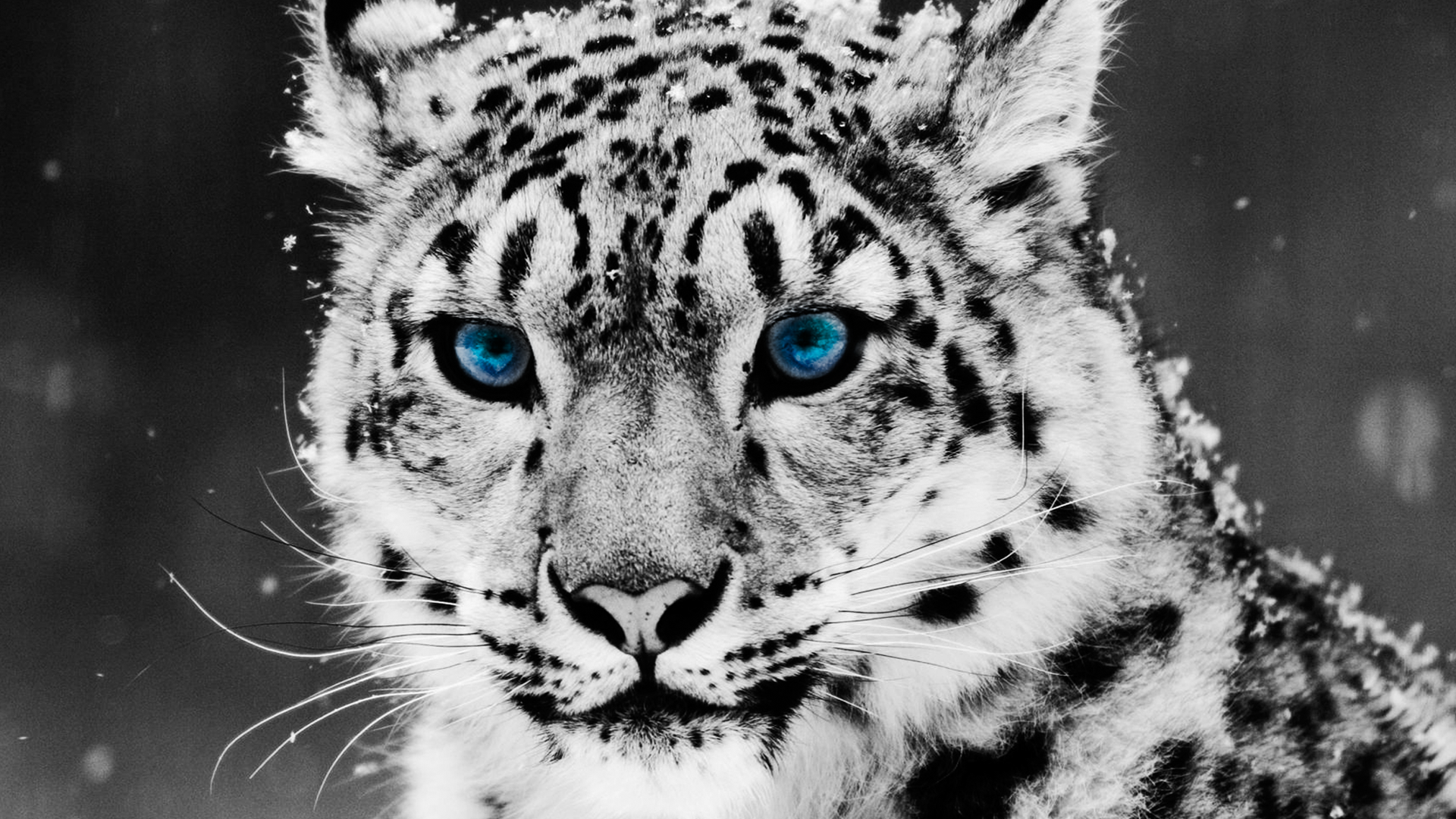 Snow Tiger HD Wallpaper 1080p Widescreen