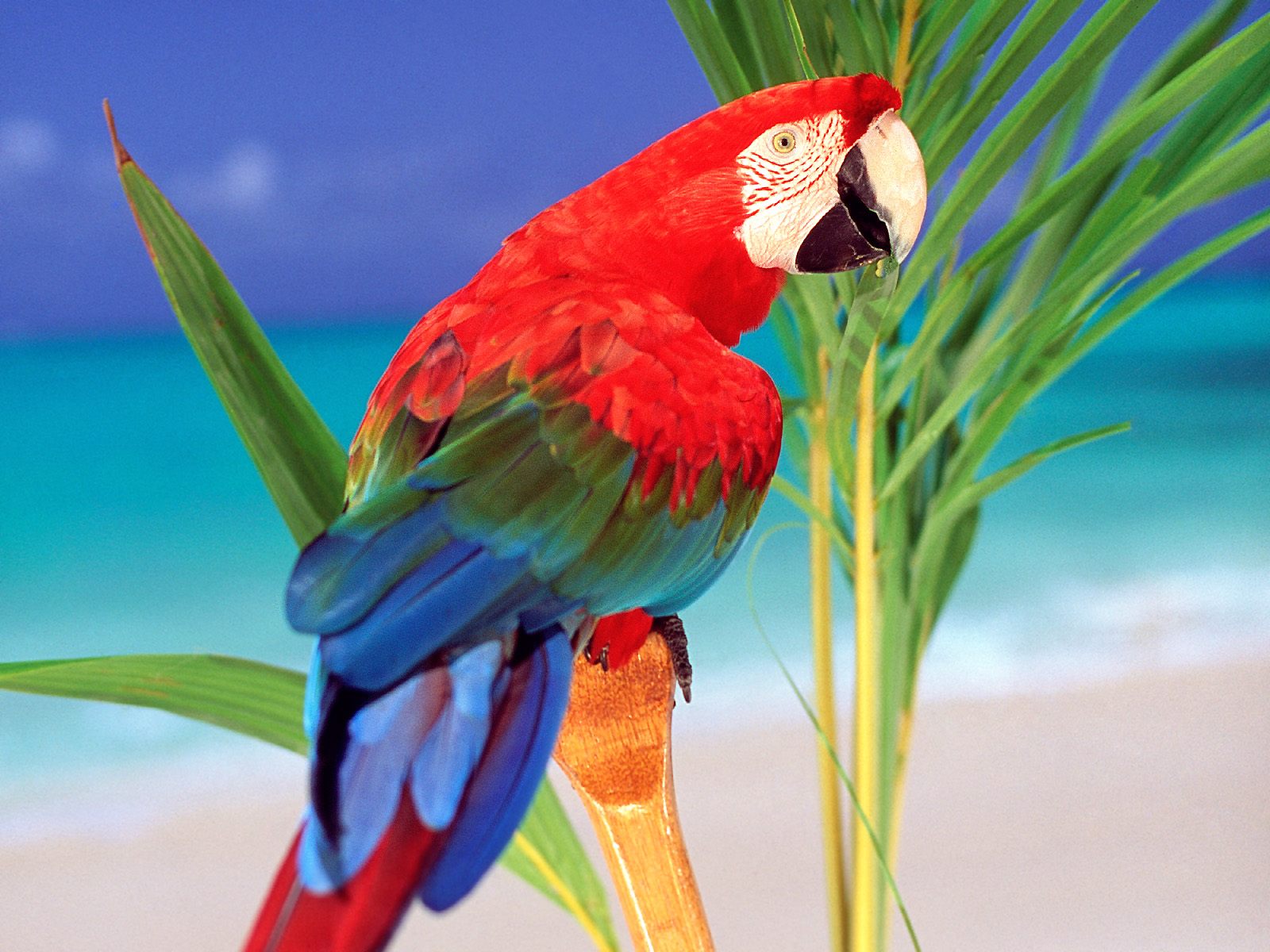 Parrot Picture Wide X HD Desktop Wallpaper