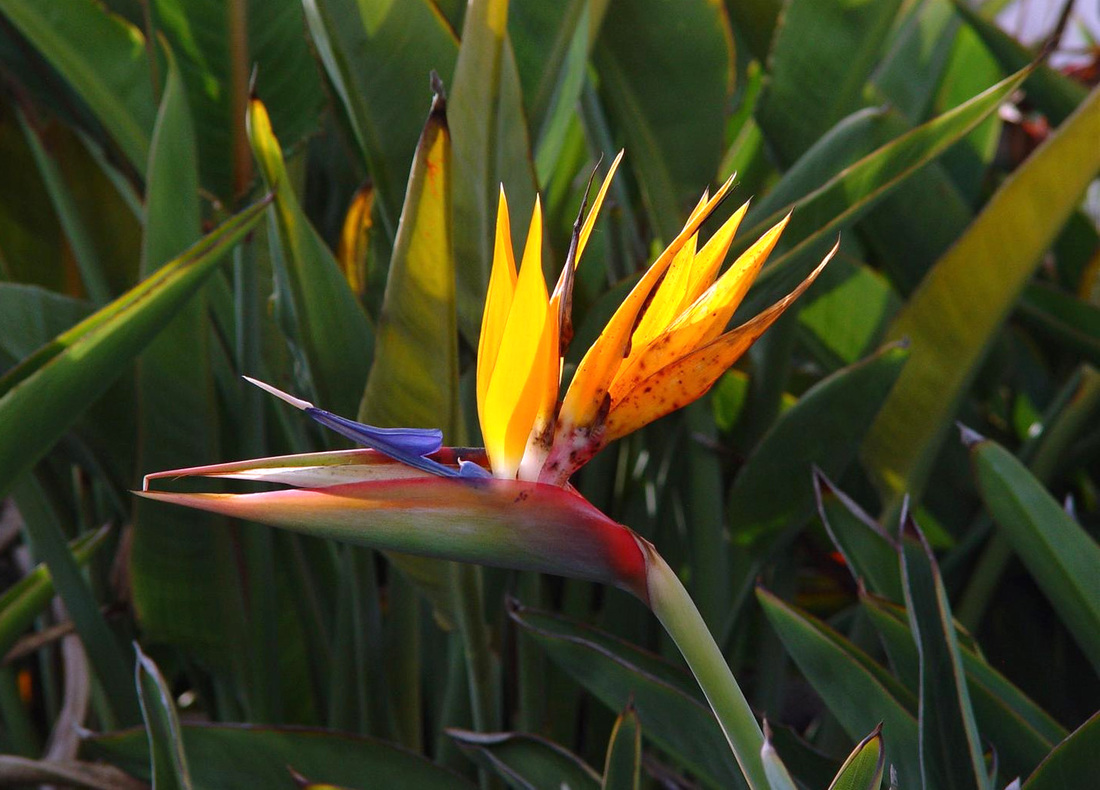 Bird Of Paradise Wallpaper Flower Puter By