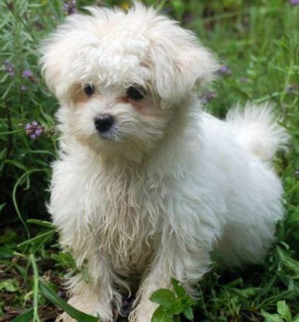 Maltese Puppy Pictures