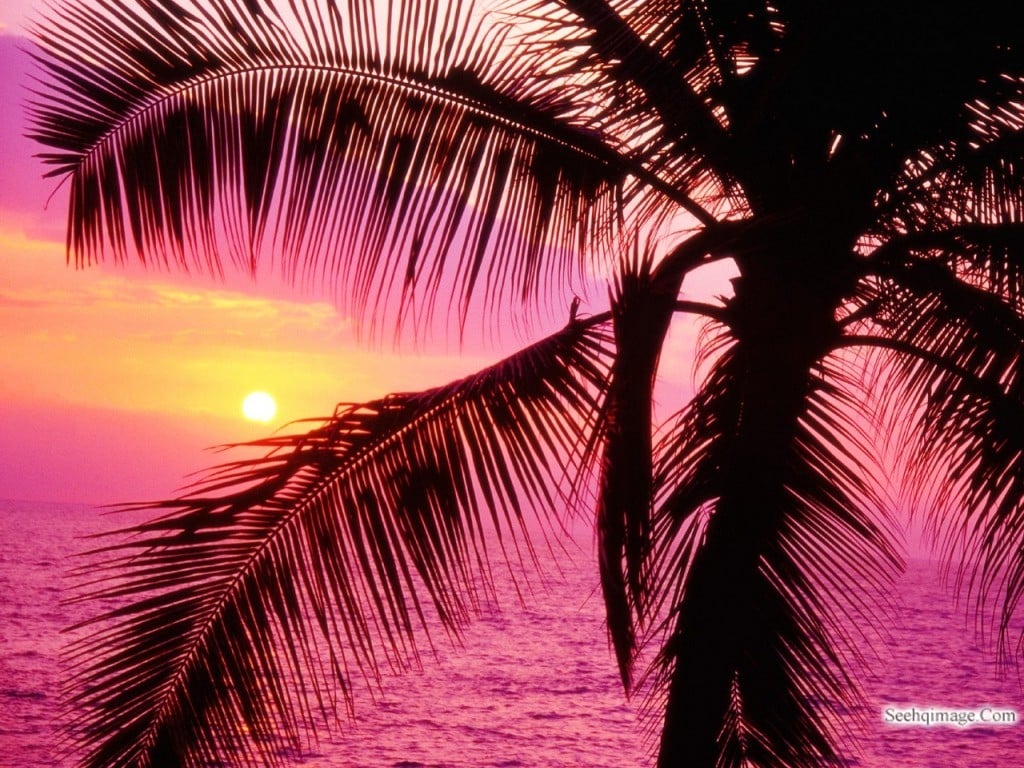 Sunset tropical