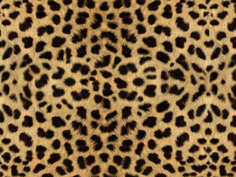 Cute Cheetah Print Background Leopard