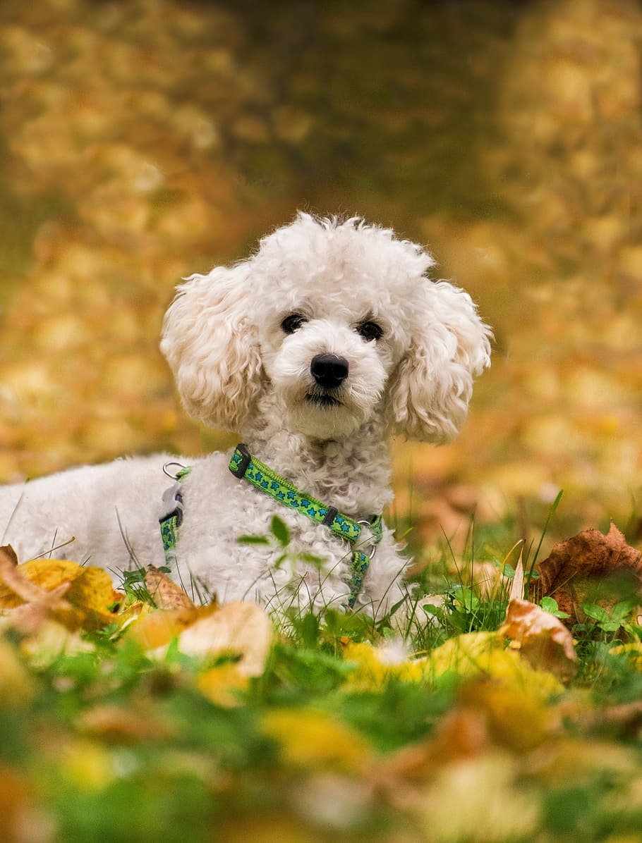 HD Wallpaper Poodle Miniature Dog Concerns Meadow